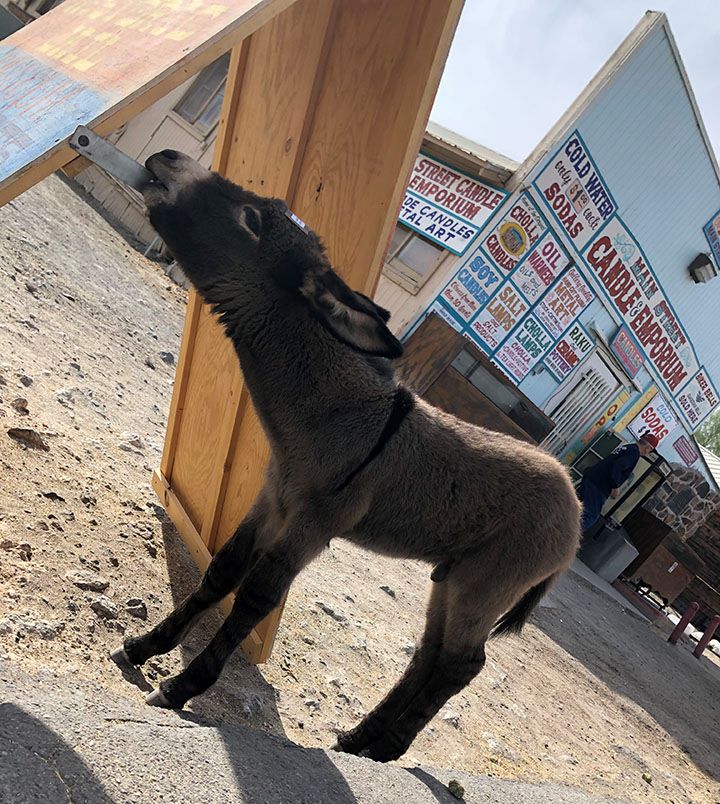 Baby Burro wanting food