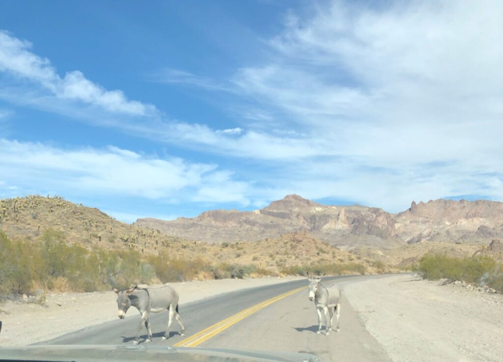 Burros Blocking Route 66 Before Oatman